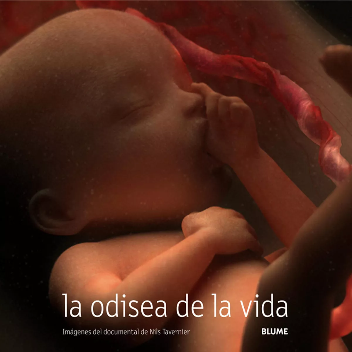 Portada del Libro La Odisea De La Vida de Nils Tavernier - 9788498011340